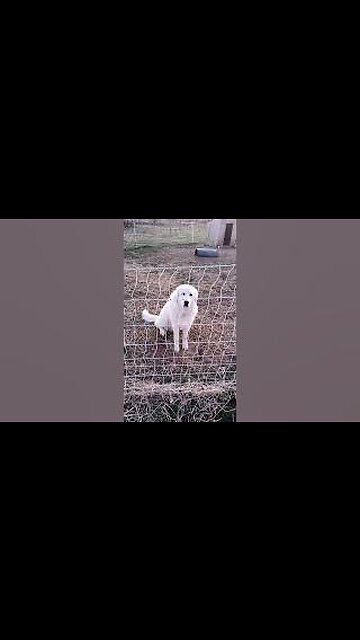 Our Humble Great Pyrenees