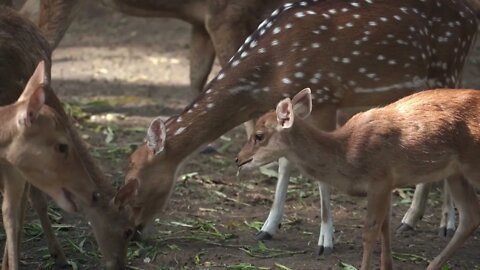 Jungle Animals 4K with charming Sounds