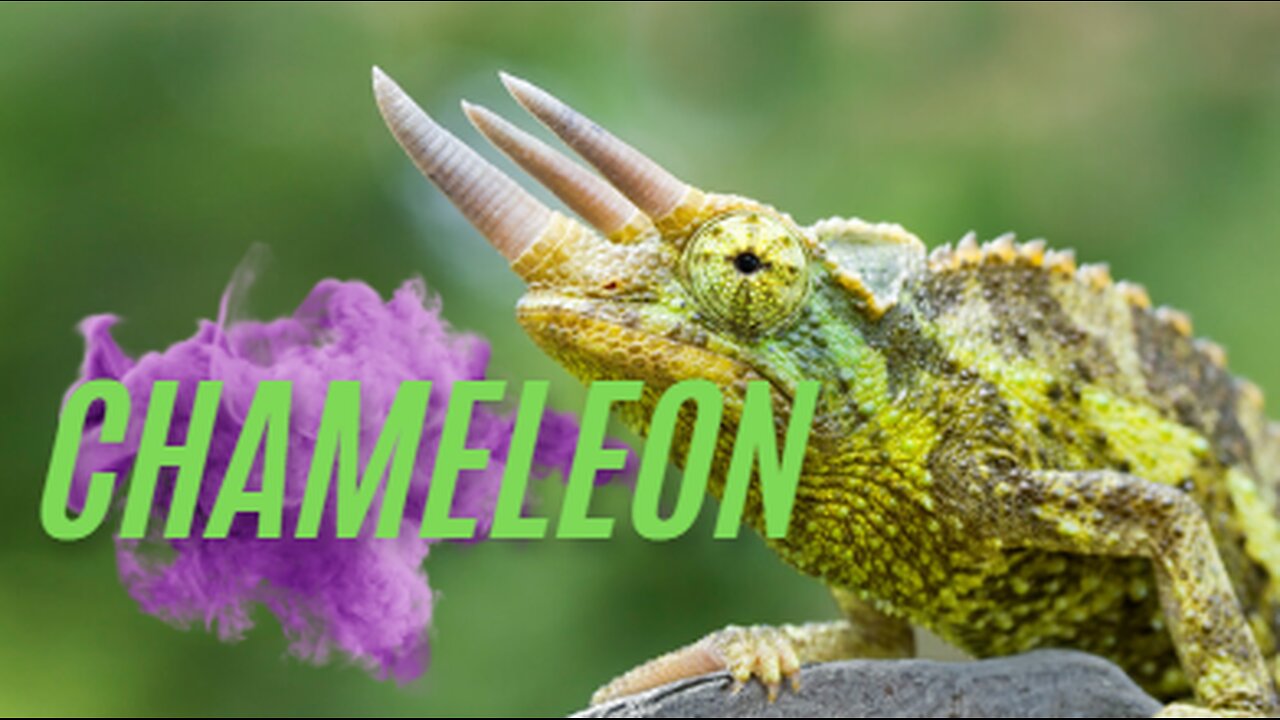 God made the Chameleon