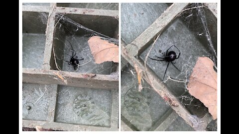 HOW TO GET RID OF BLACK WIDOWS!