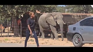 Elephant bull casually strolls through the streets of a town in Africa