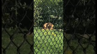 Lions playing leap frog!