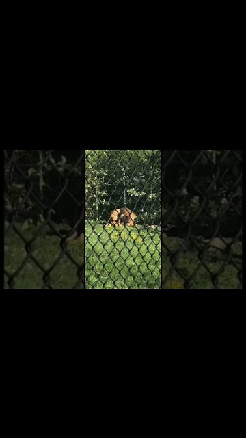 Lions playing leap frog!