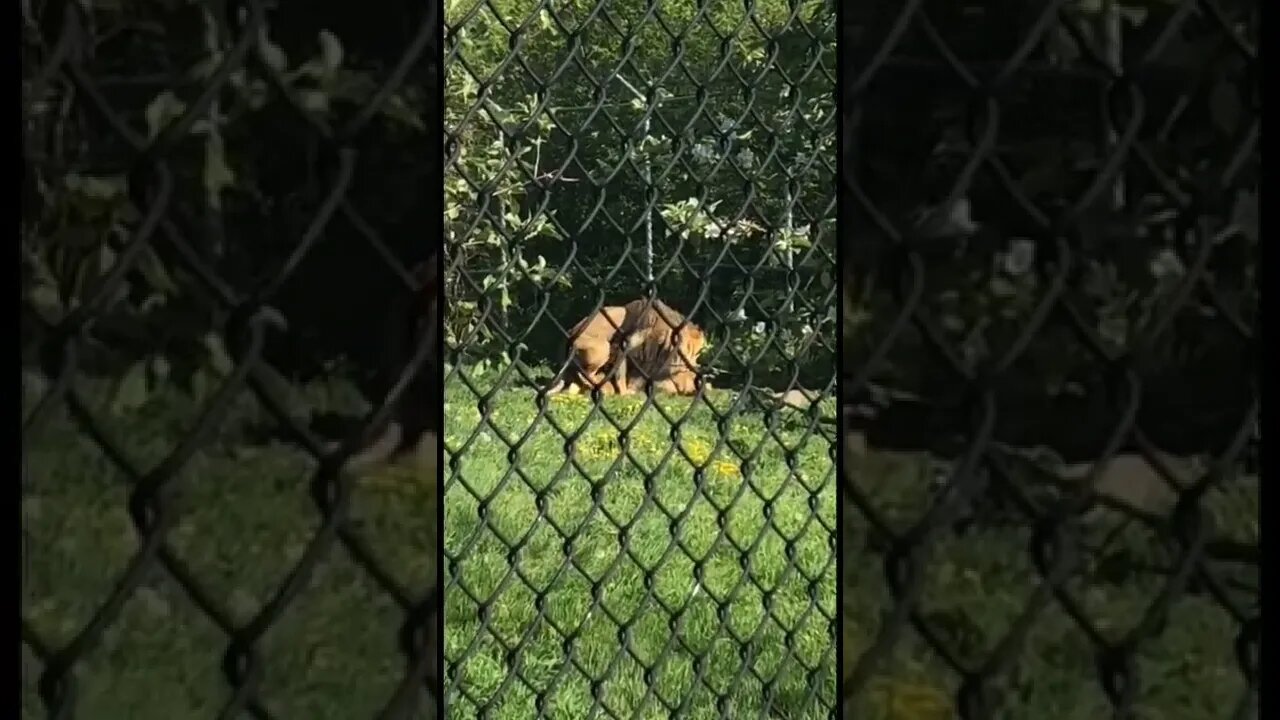 Lions playing leap frog!