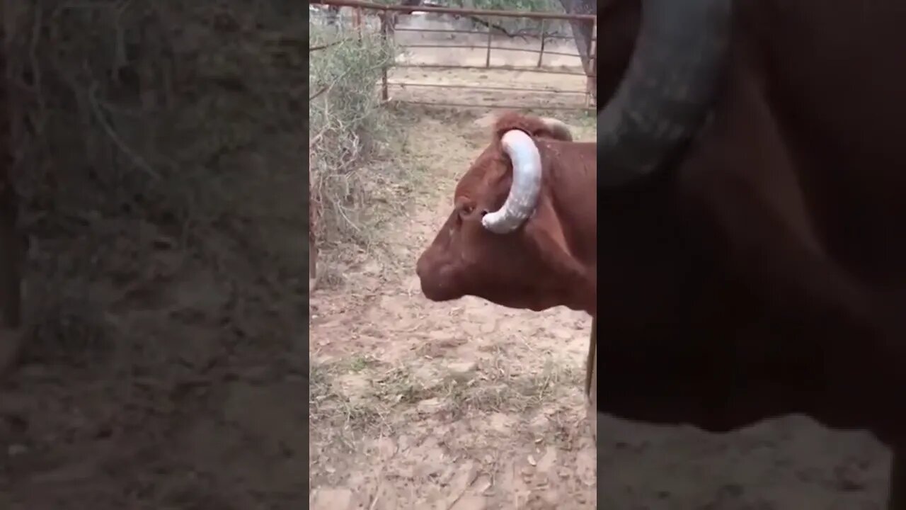 Homem corta chifre que tava machucando o búfalo 😢😢😢
