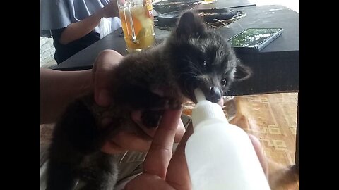 Baby Civet Thirsty and Drink Milk Before Playing Again