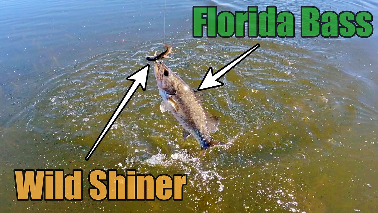 live shiner fishing for florida bass