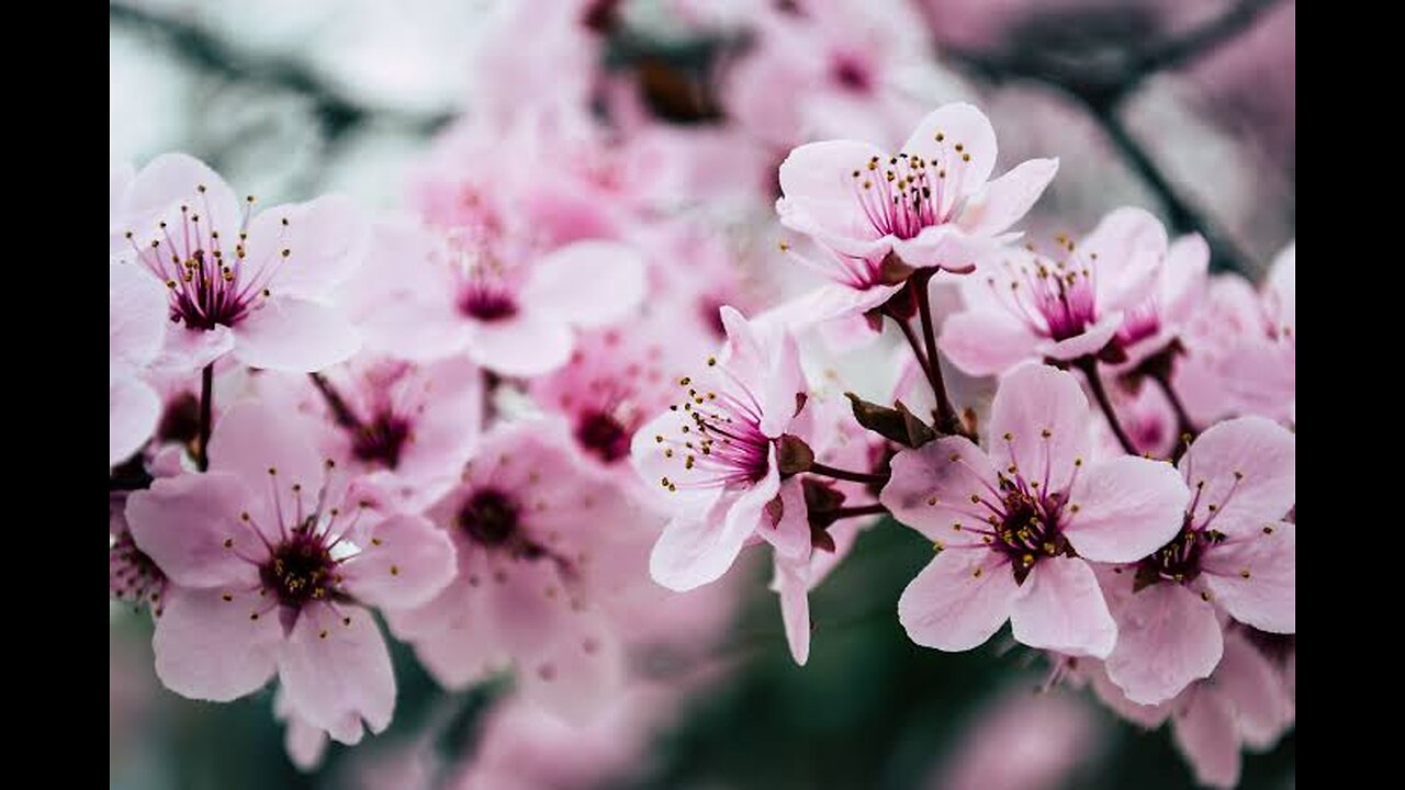 Blossom in Gilgit ❤️