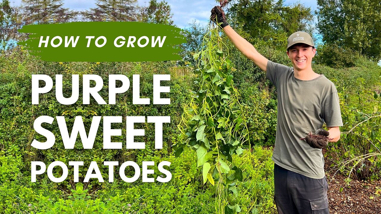 I tried growing purple sweet potatoes like the Blue Zones...