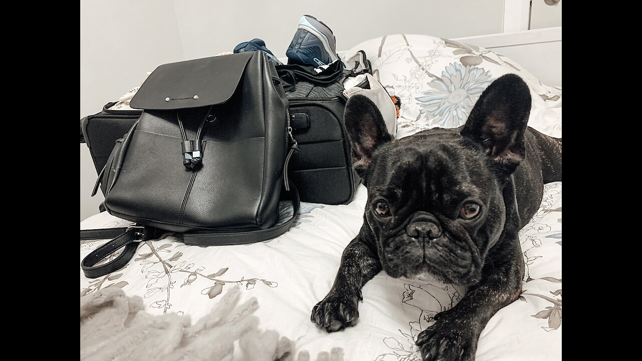 Frenchie knows his owner is going on vacation and he isn't happy about it