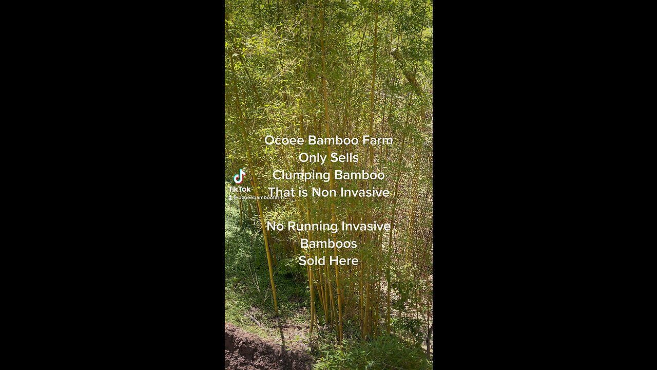 How can I The Difference Between Clumping Bamboo And Running Bamboo? Ocoee Bamboo Farm 407-777-4807