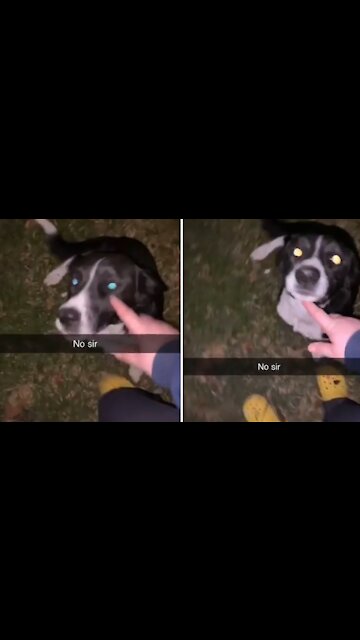 Puppy caught throwing backyard party with neighbor dogs