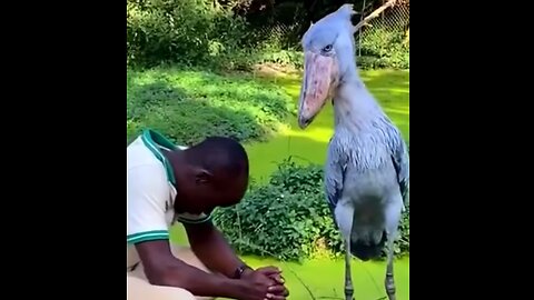 Shoebill