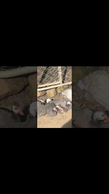 Baby keet snuggles up to older birds the sun