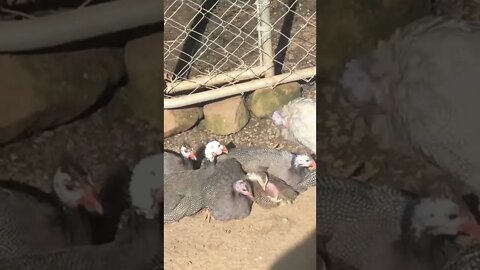 Baby keet snuggles up to older birds the sun
