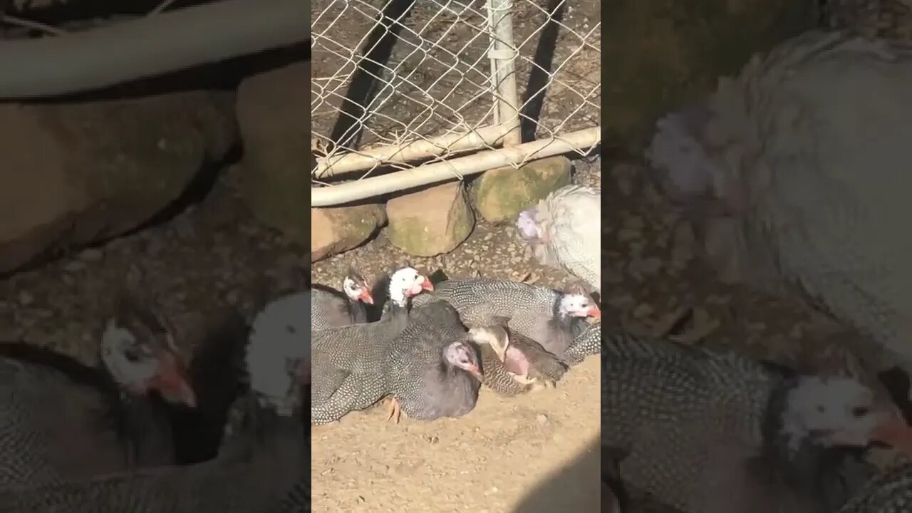 Baby keet snuggles up to older birds the sun