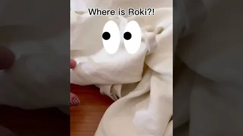 Where is Roki?? #husky #huskies #huskypuppy #puppy #puppies #siberianhusky