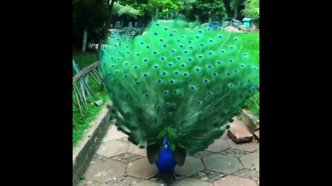 Peacock.. 🦚