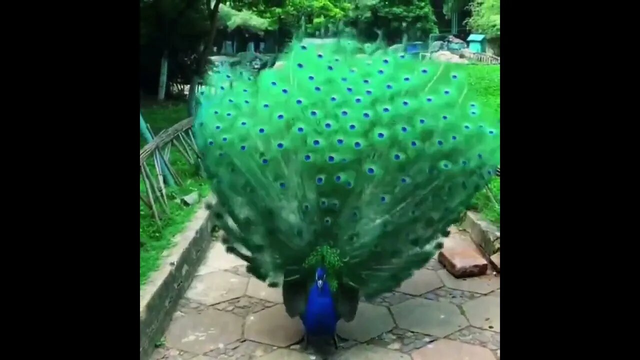 Peacock.. 🦚