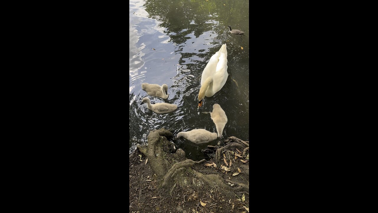 MEDITATION #bellowthesurface #deep #innerwork #deepwaters #fullmoon #tarot #tarotary #insight #swan