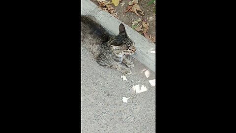 A cute and beautiful cat is resting