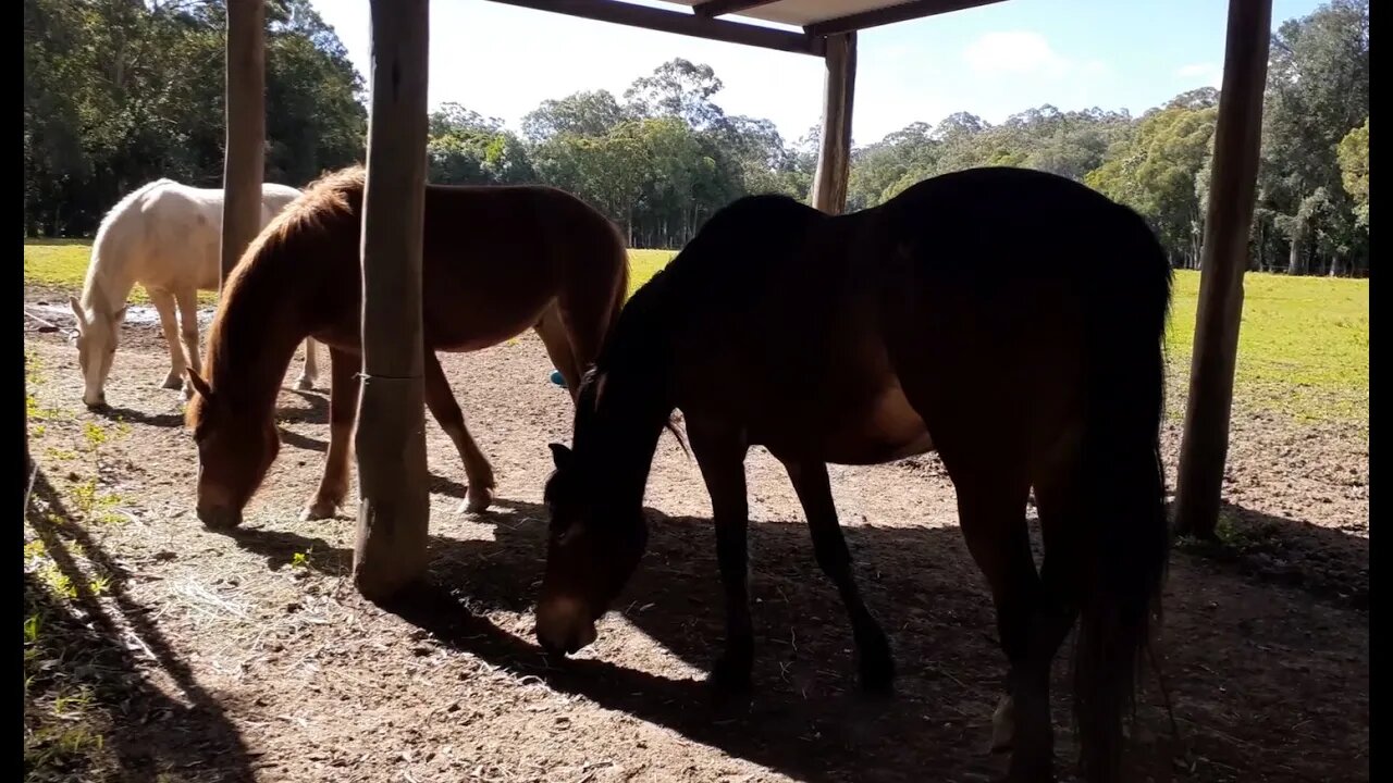 Visit with the herd. Interesting herd dynamic. No linear hierarchy