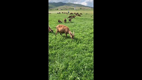 Goats & Baby Goats