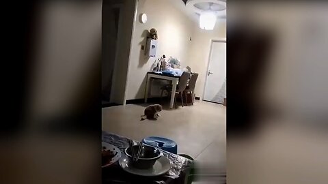 Funny pets videos