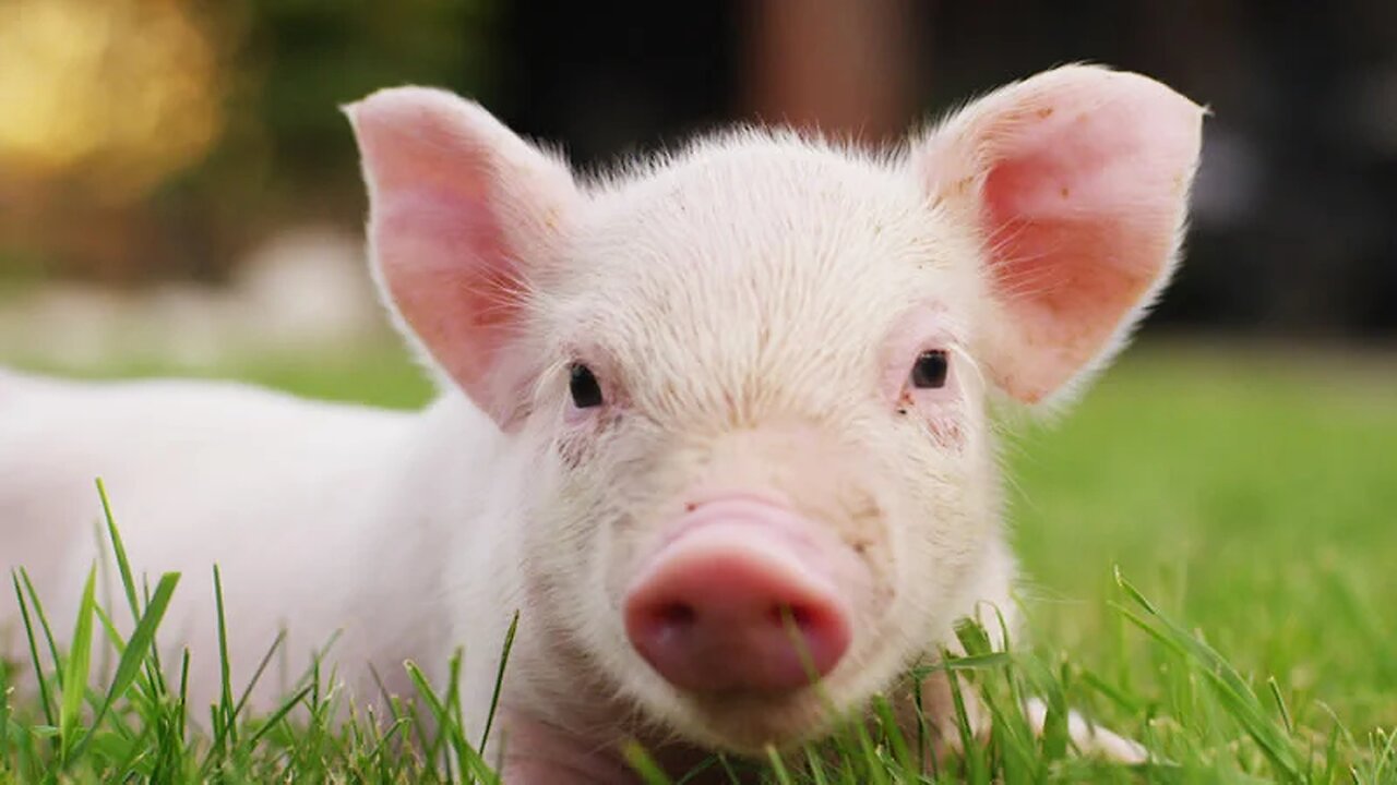 Crushed pigs eyes used to cure blindness