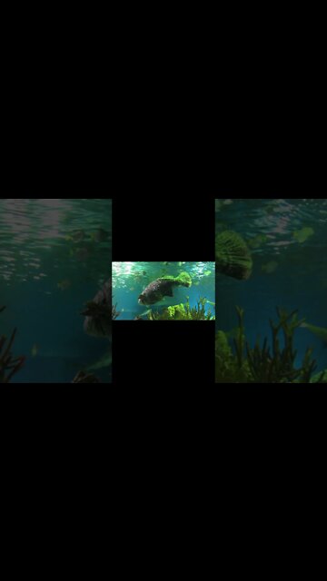 Grouper Takes a Dump #shorts