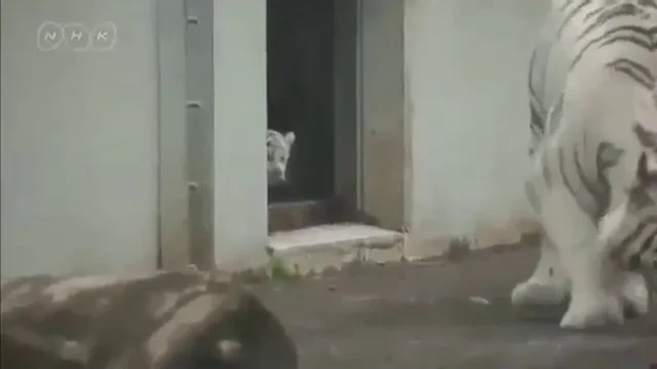 White tiger cub scares his mom!