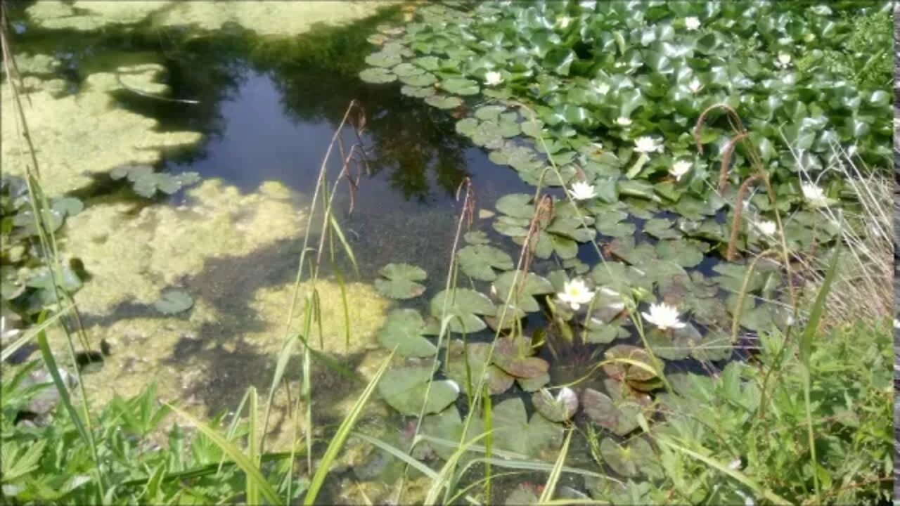 Calineczka -H. Ch .Andersen audiobook