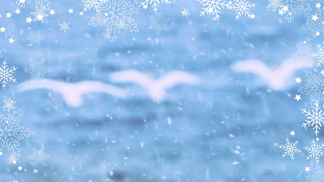 Winter Wonderland: Beautiful Birds Dancing with the Wind and Waves on Lake Ontario