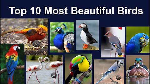 TOP TRANDING MOST BEAUTIFUL BIRDS IN THE WORLD