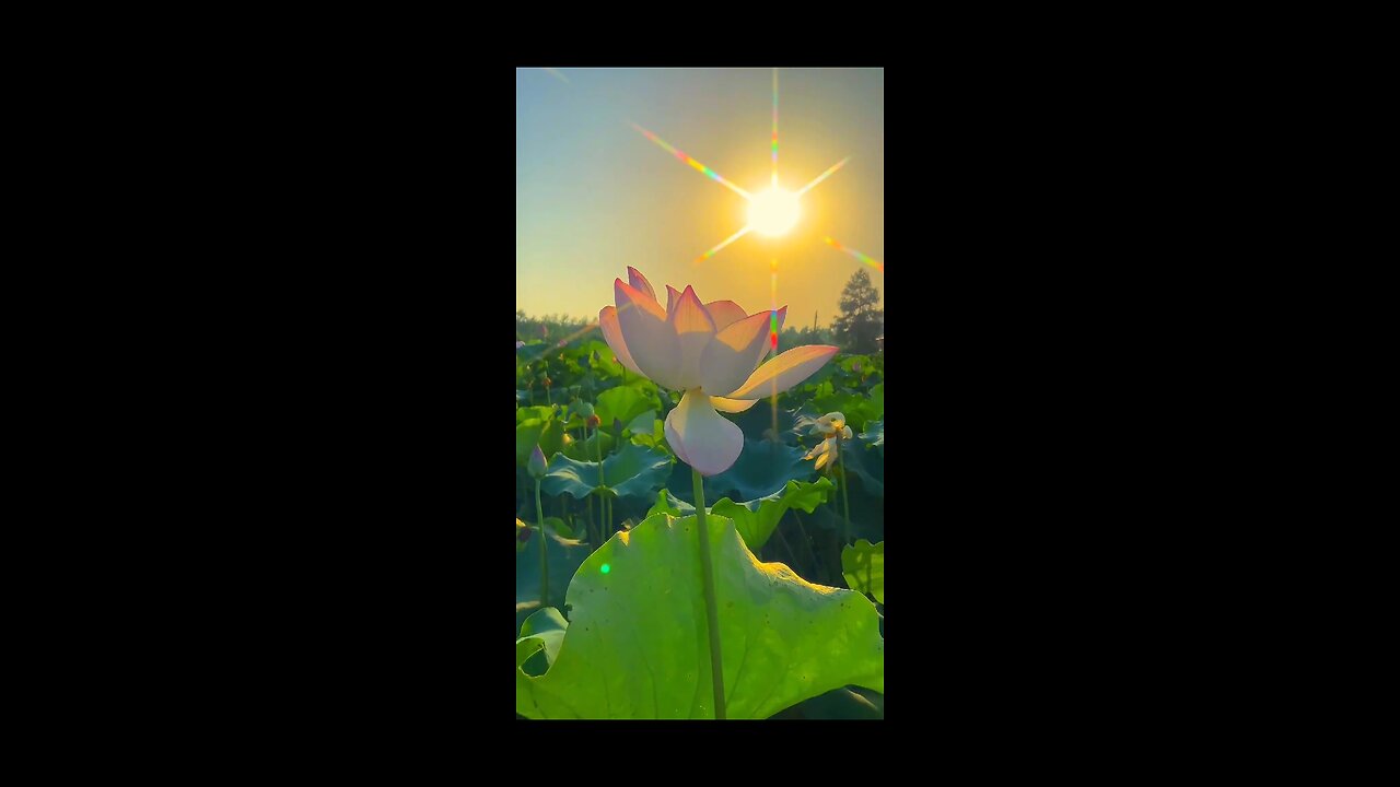 Feel_The_Peace_🕊️💫!!_ follow like comment share for more videos 🥰🥰🥰🥰