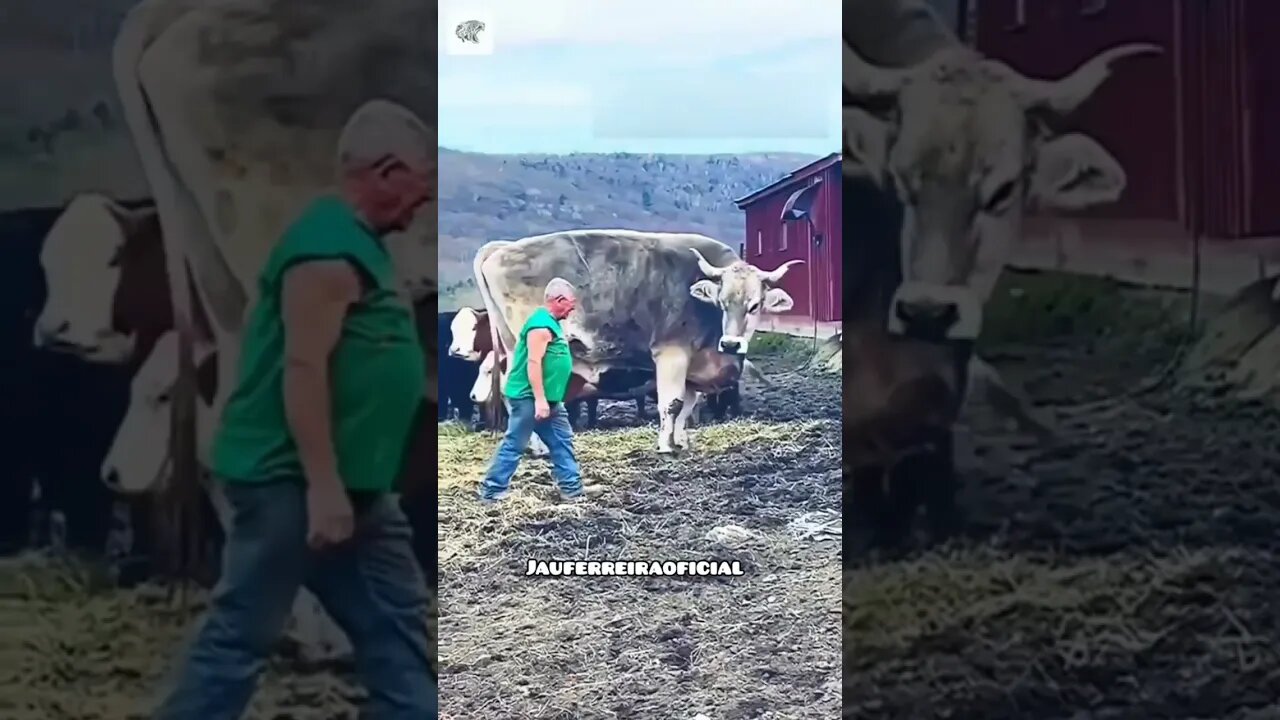 Macaconildo A Prontou E Caui No Laço