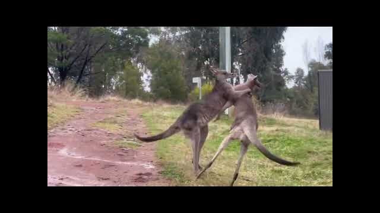 Kangaroo Shoved Through Fence During Tussle at Canberra Nature Reserve