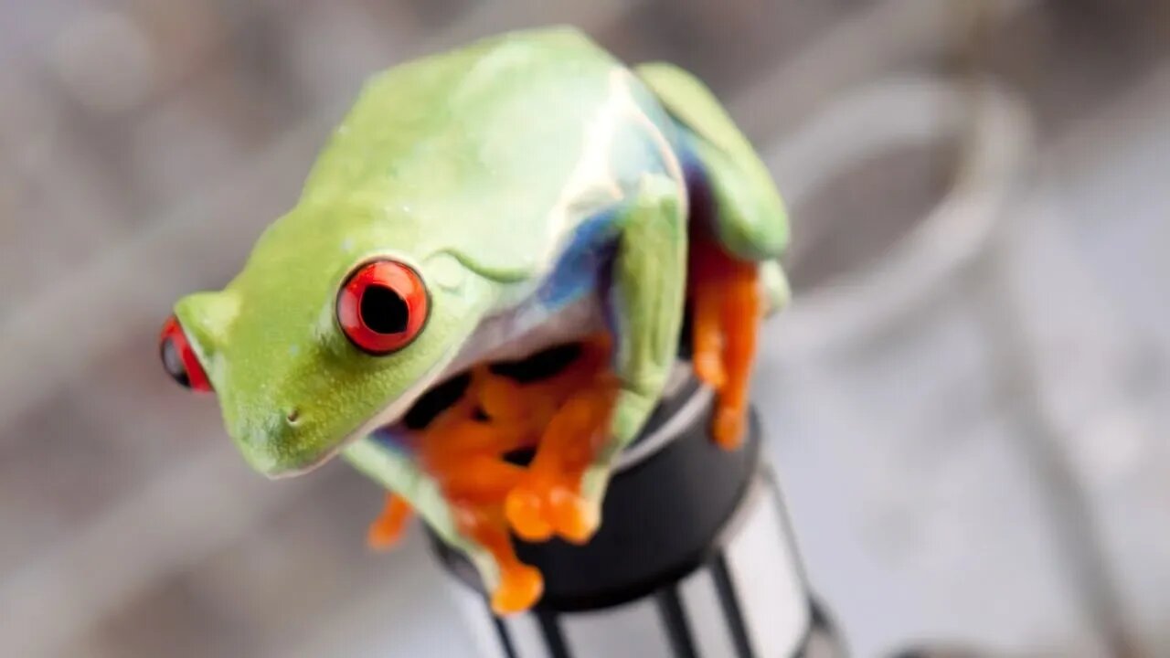 LIVING ROBOTS? | Researchers Create 'Living Machine'- Shakaama