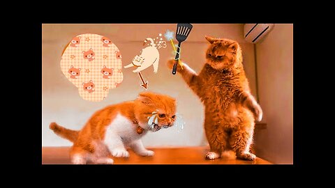 The best cat funny video