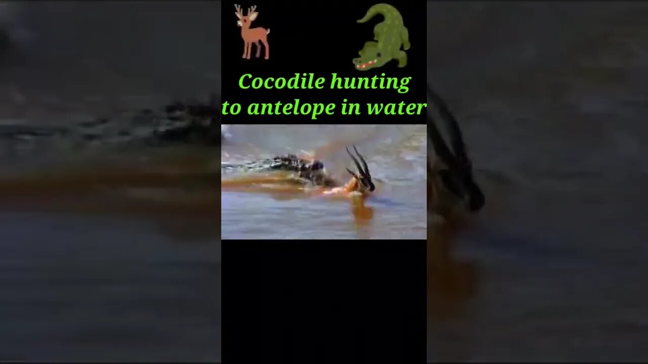 Cocodile hunting to antelope in water 2022 💧#shorts #youtubeshorts