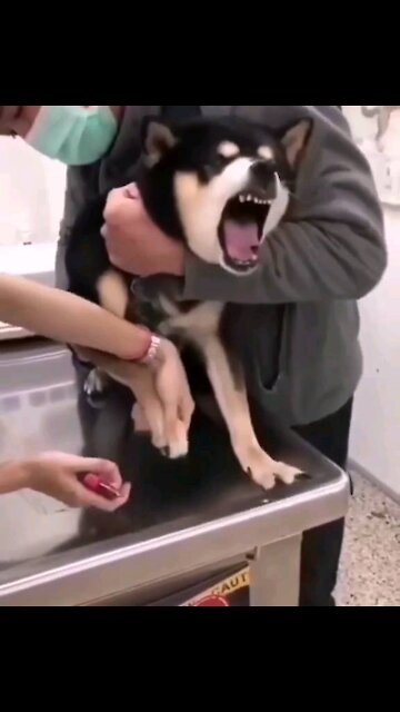 Cute Husky Dog Funny Video