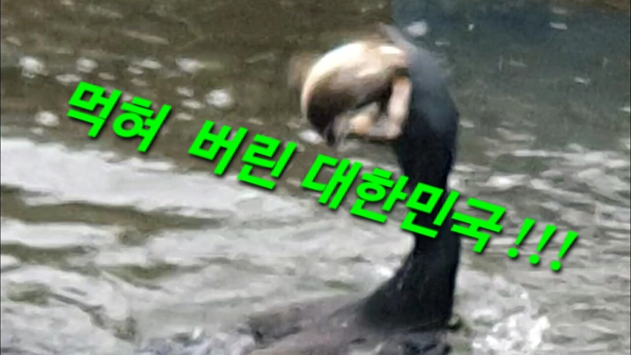 240411... #자유화운동 전쟁 시작 ... 나와너와 자유영혼 이 승리한다... 익득도사익득스승...