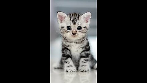 Cute Cat Funny Videos