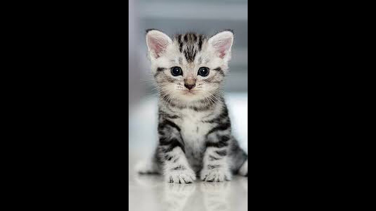 Cute Cat Funny Videos