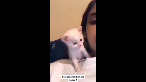 cute cats video