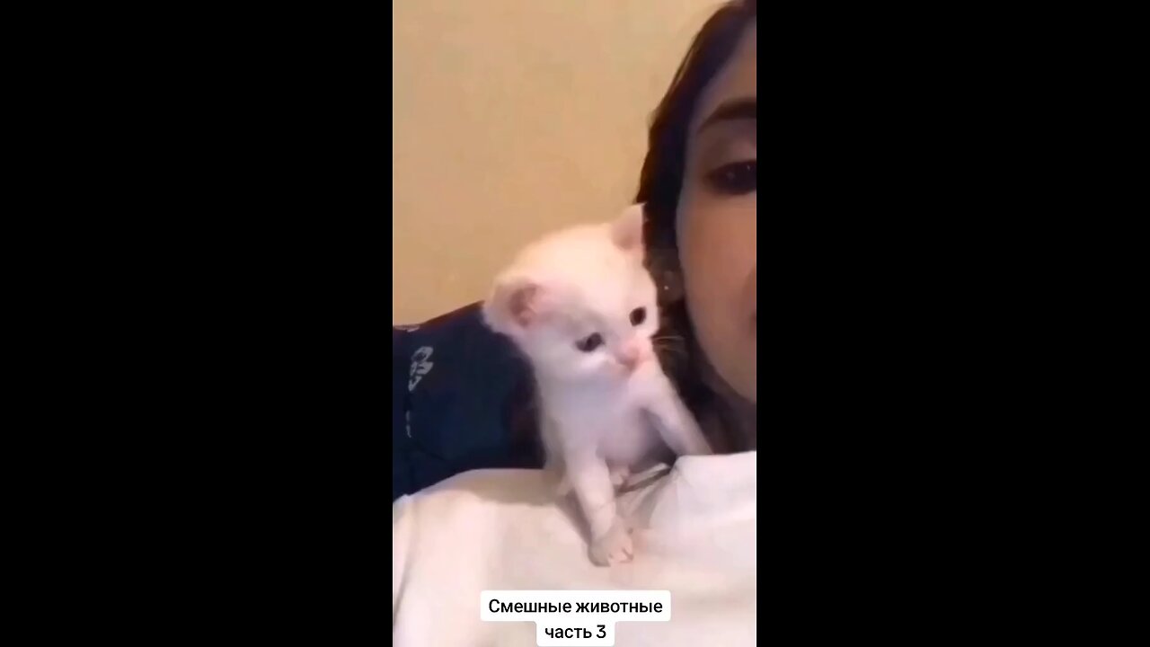 cute cats video