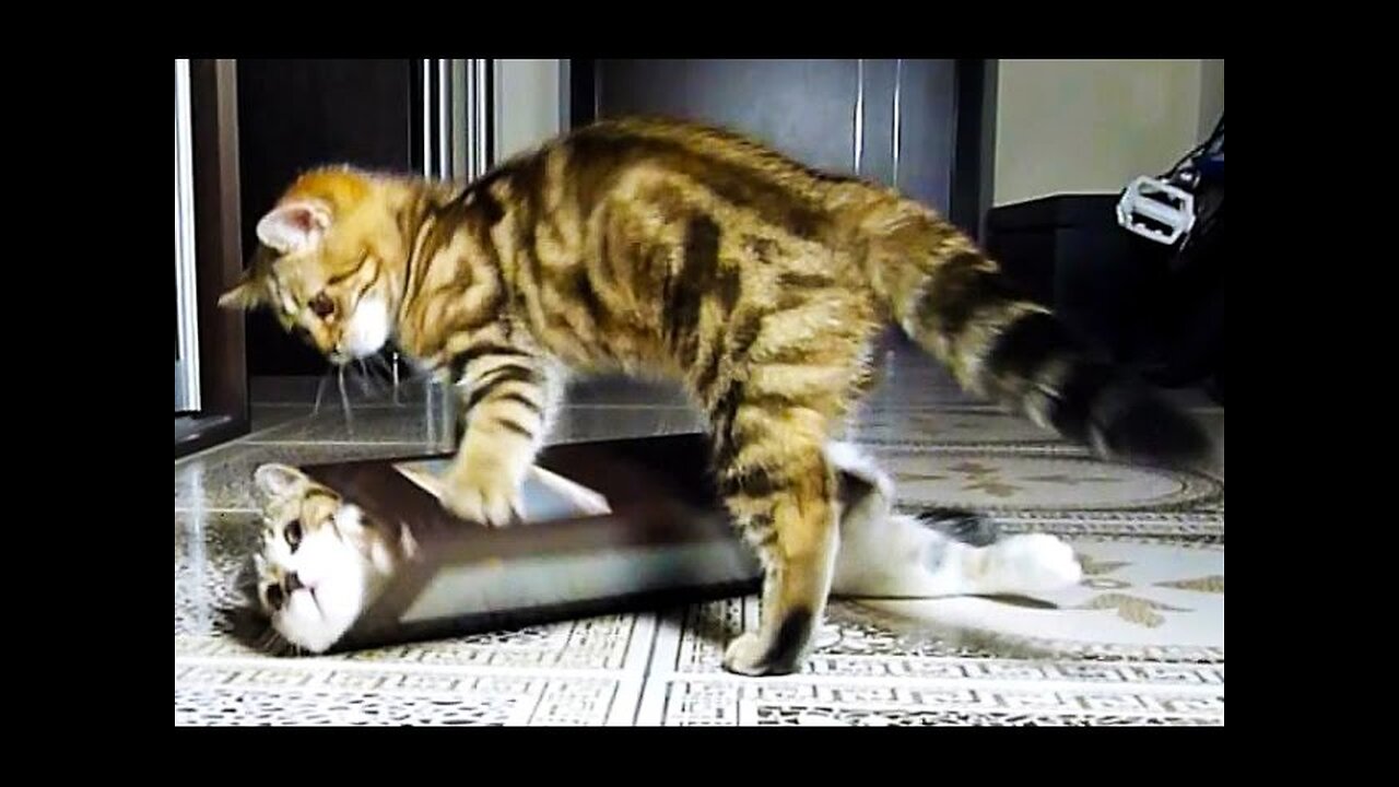 Cute Kittens and funny Cats Doing Funny Things with Boxes Videos Compilation