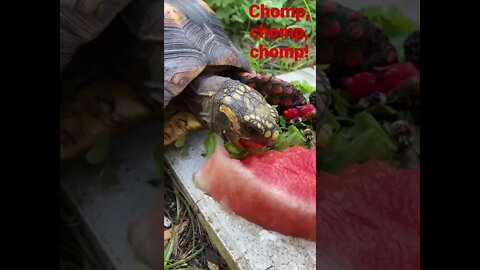 Melon the Tortoise Chomping on Watermelon #shorts #tortoiseshorts #redfoottortoise #tortoise #melon