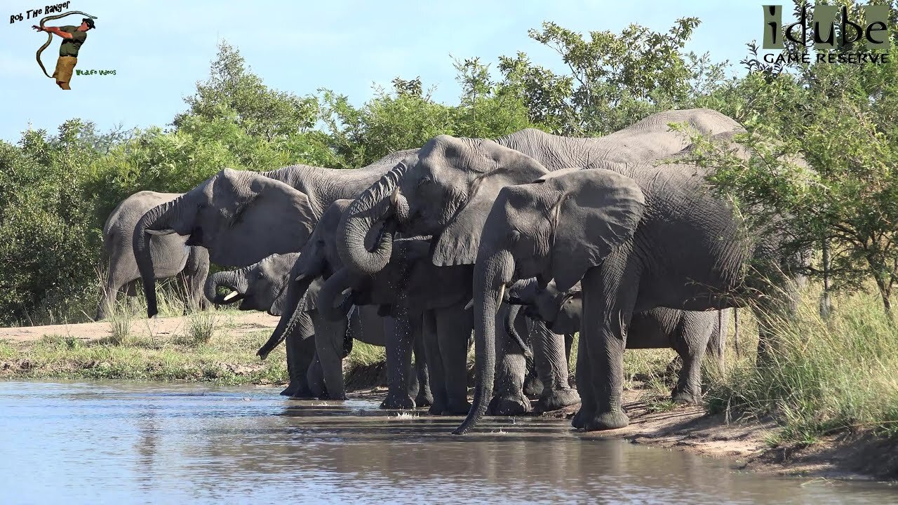 Two Elephant Herds At One Waterhole