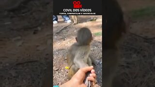 macaquinho leva susto ao ver quem está segurando sua mão 😂😂😂